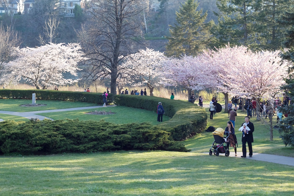 Sakura_737-2012-04-13.jpg