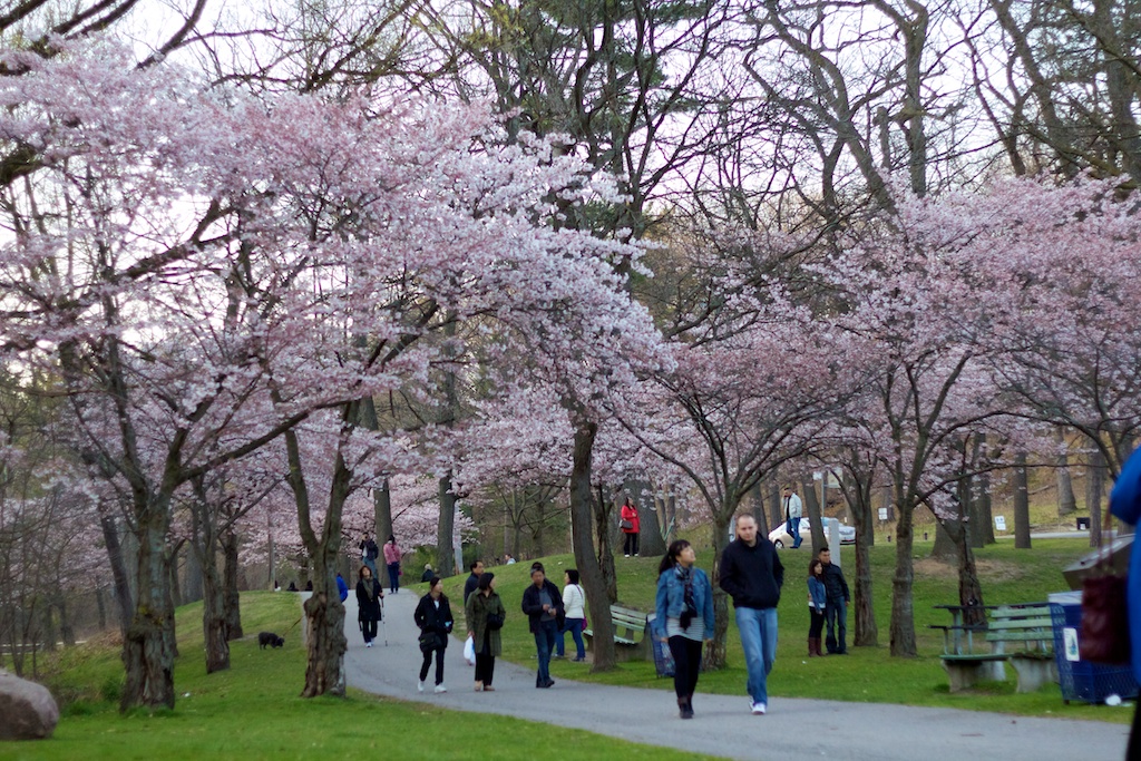 Sakura_825-2012-04-13.jpg