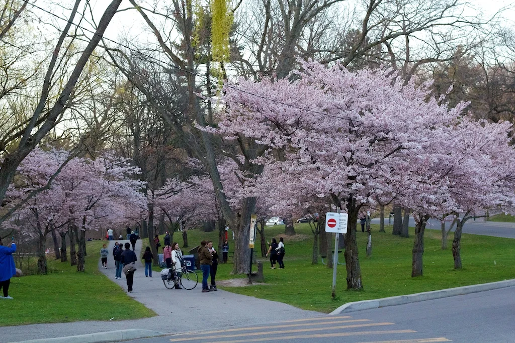 Sakura_810-2012-04-13.jpg