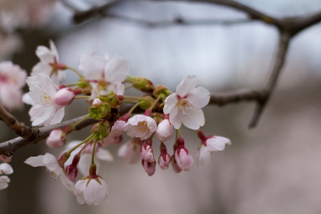  Sakura // Cherry Blossoms in High Park - April 14, 2012 - www.SakurainHighPark.com 