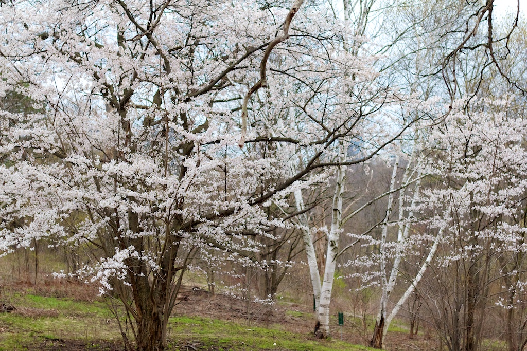Sakura // Cherry Blossoms in High Park - April 14, 2012 - www.SakurainHighPark.com