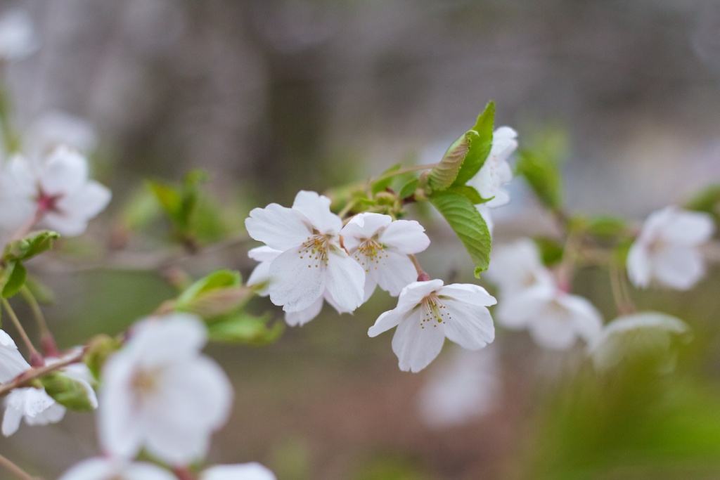  Sakura // Cherry Blossoms in High Park - April 14, 2012 - www.SakurainHighPark.com 