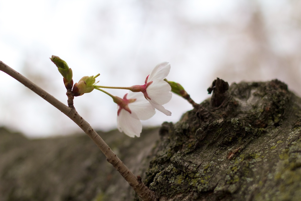 Sakura // Cherry Blossoms in High Park - April 14, 2012 - www.SakurainHighPark.com