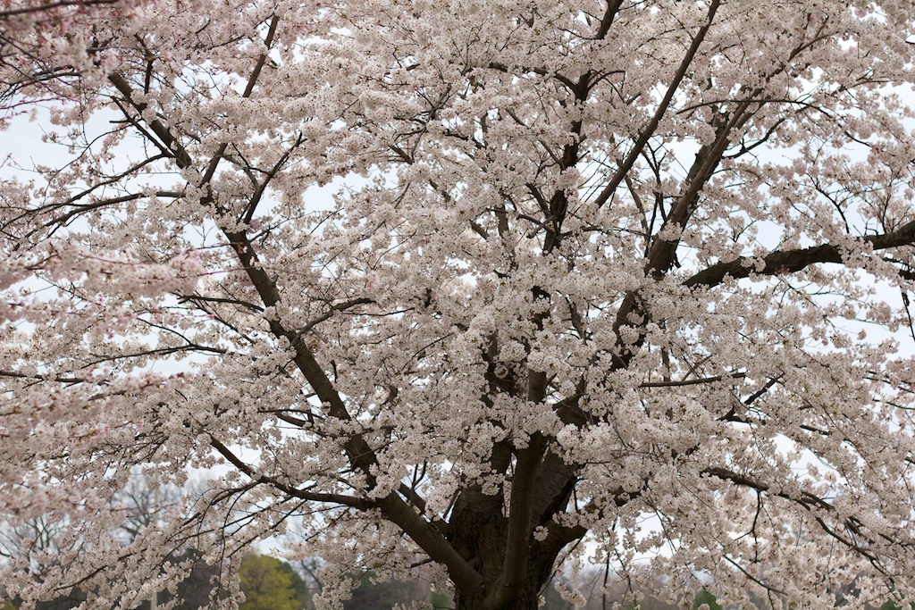  Sakura // Cherry Blossoms in High Park - April 14, 2012 - www.SakurainHighPark.com 