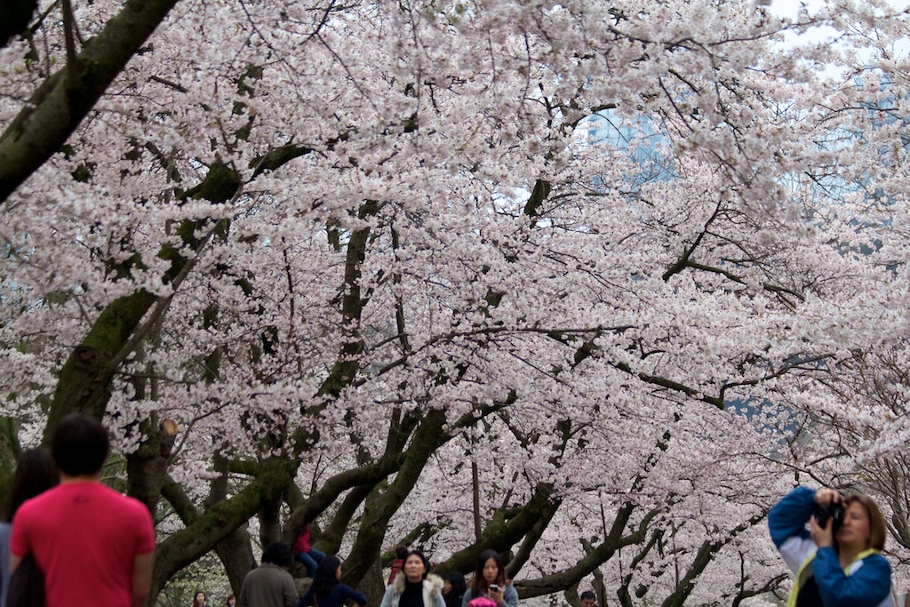 Sakura // Cherry Blossoms in High Park - April 15, 2012 - www.SakurainHighPark.com