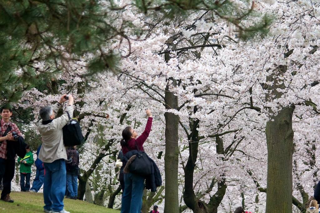 Sakura // Cherry Blossoms in High Park - April 15, 2012 - www.SakurainHighPark.com