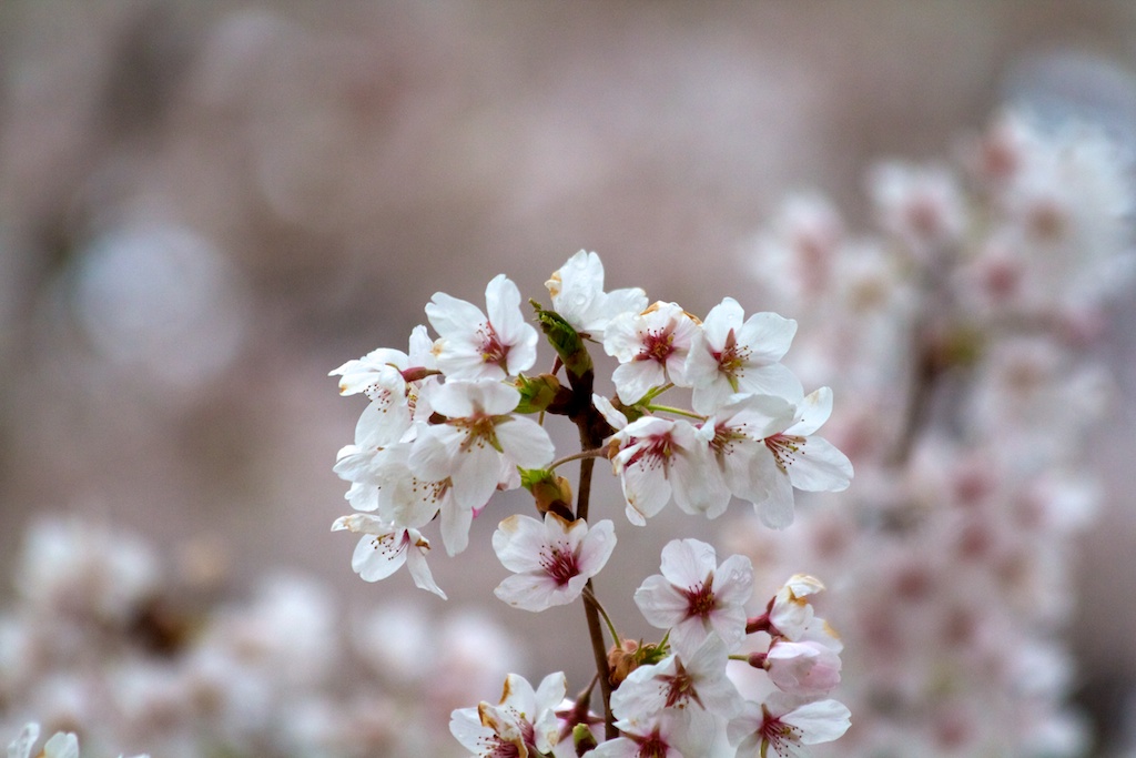 Sakura // Cherry Blossoms in High Park - April 15, 2012 - www.SakurainHighPark.com