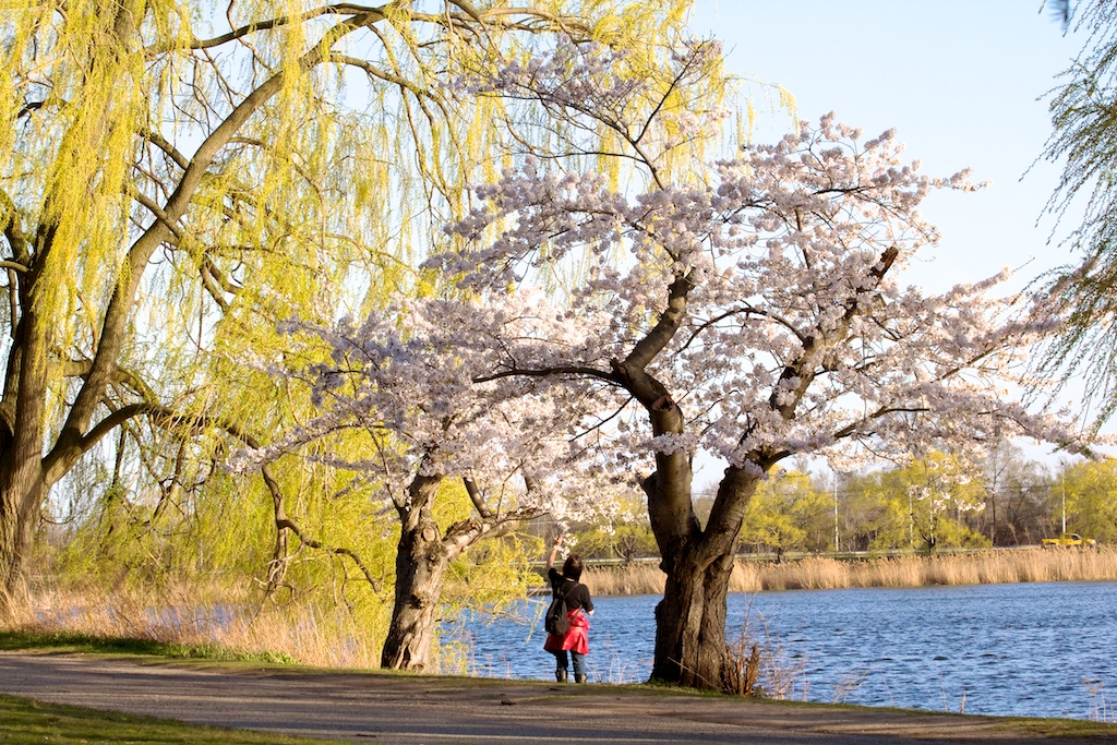  Sakura // Cherry Blossoms in High Park - April 16, 2012 - www.SakurainHighPark.com 