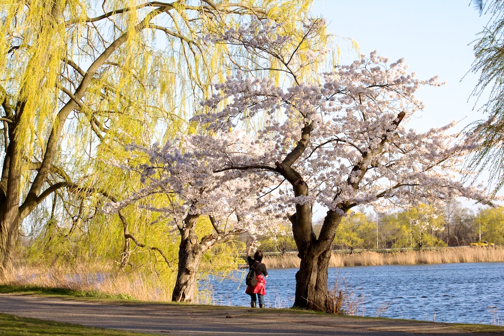 Sakura // Cherry Blossoms in High Park - April 16, 2012 - www.SakurainHighPark.com