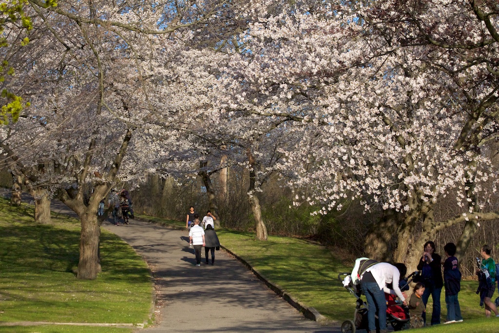 Sakura // Cherry Blossoms in High Park - April 16, 2012 - www.SakurainHighPark.com