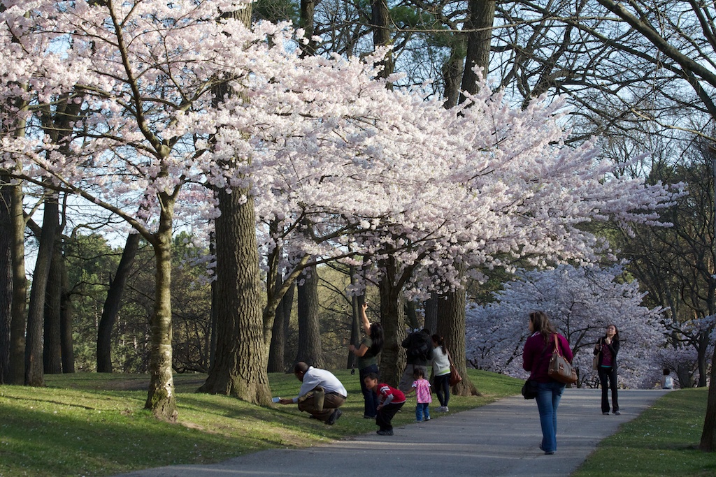 Sakura // Cherry Blossoms in High Park - April 16, 2012 - www.SakurainHighPark.com