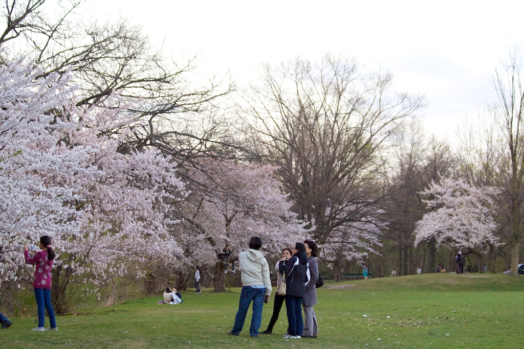  Sakura // Cherry Blossoms in High Park - April 16, 2012 - www.SakurainHighPark.com 