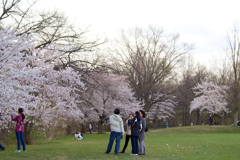 Sakura // Cherry Blossoms in High Park - April 16, 2012 - www.SakurainHighPark.com