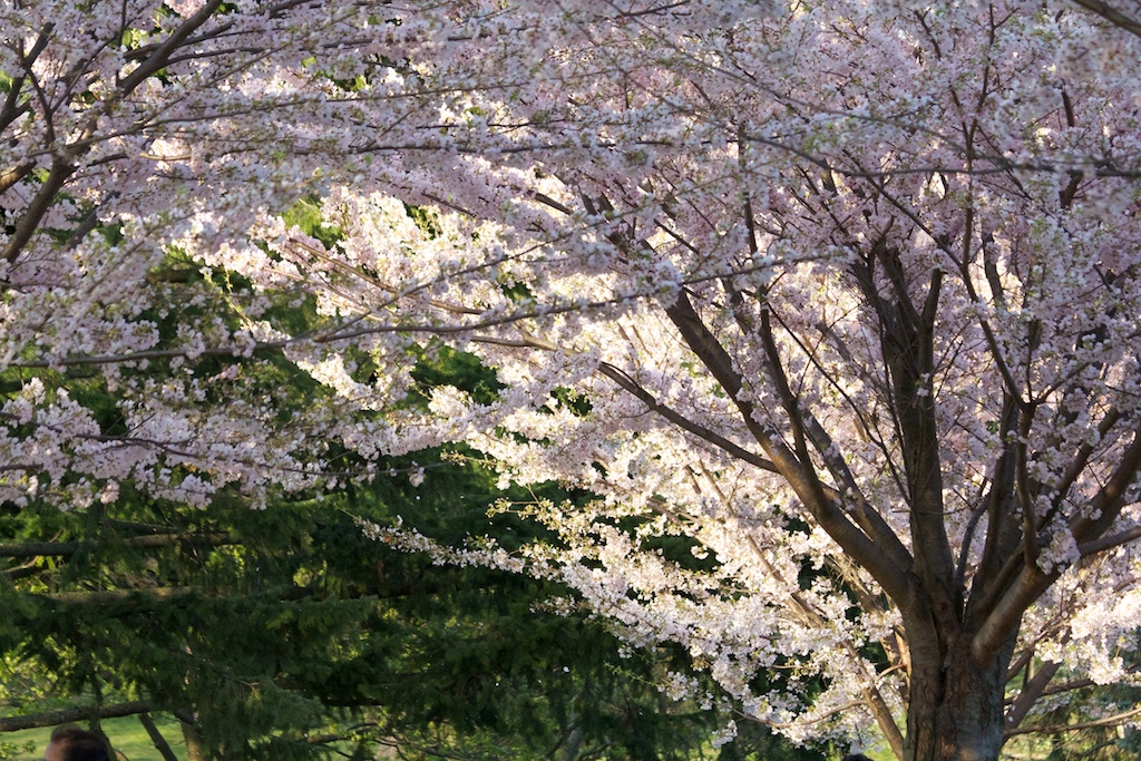 Sakura // Cherry Blossoms in High Park - April 16, 2012 - www.SakurainHighPark.com