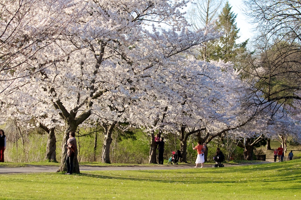  Sakura // Cherry Blossoms in High Park - April 16, 2012 - www.SakurainHighPark.com 