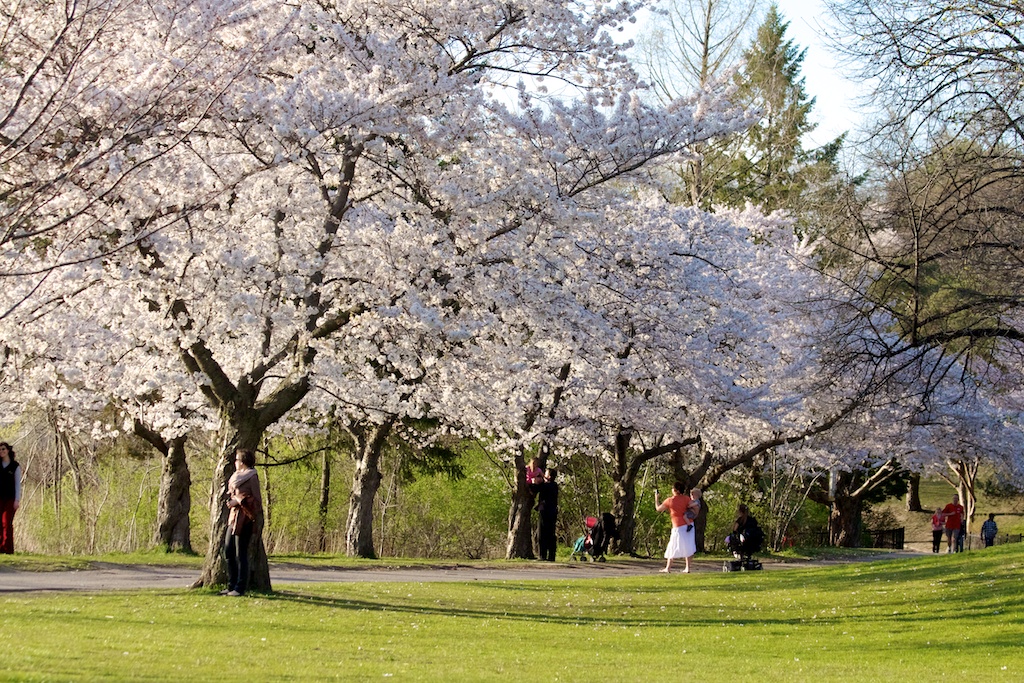Sakura // Cherry Blossoms in High Park - April 16, 2012 - www.SakurainHighPark.com