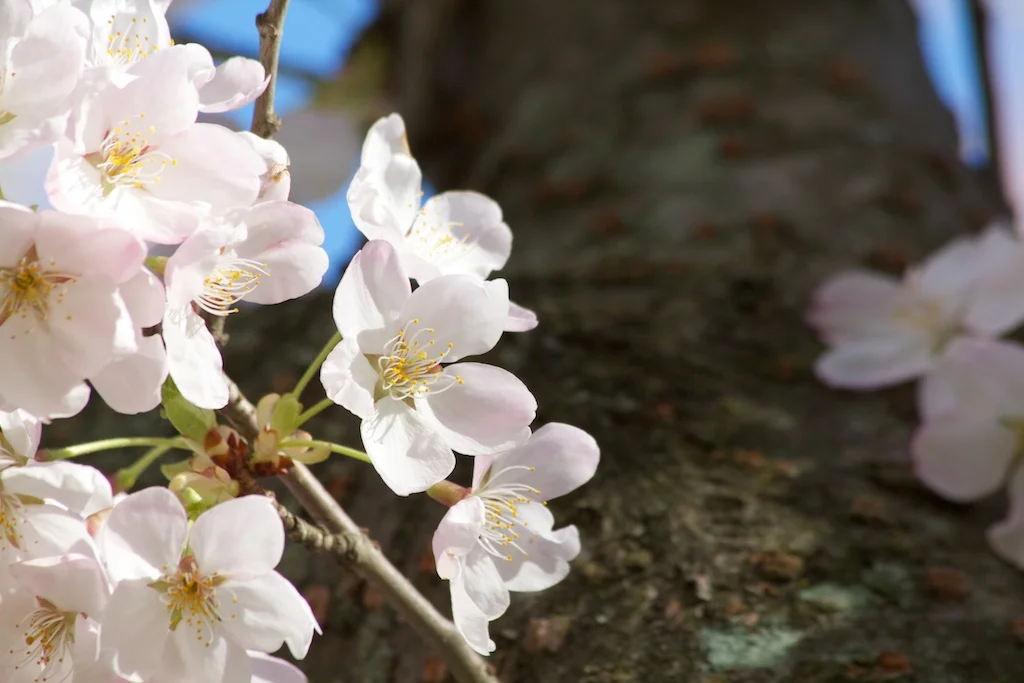 Sakura // Cherry Blossoms in High Park - April 17, 2012 - www.SakurainHighPark.com