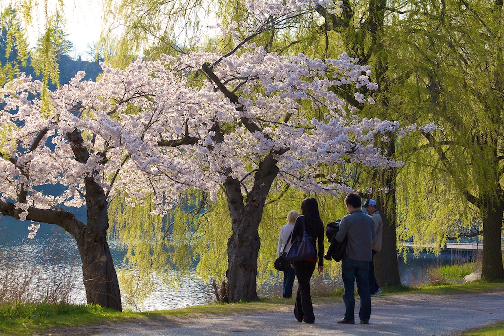 Sakura // Cherry Blossoms in High Park - April 19, 2012 - www.SakurainHighPark.com Sakura // Cherry Blossoms in High Park - April 14, 2012 - www.SakurainHighPark.com