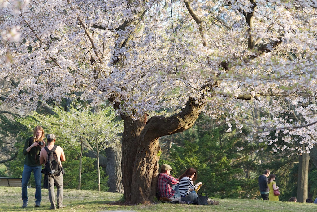 Sakura // Cherry Blossoms in High Park - April 19, 2012 - www.SakurainHighPark.com Sakura // Cherry Blossoms in High Park - April 14, 2012 - www.SakurainHighPark.com