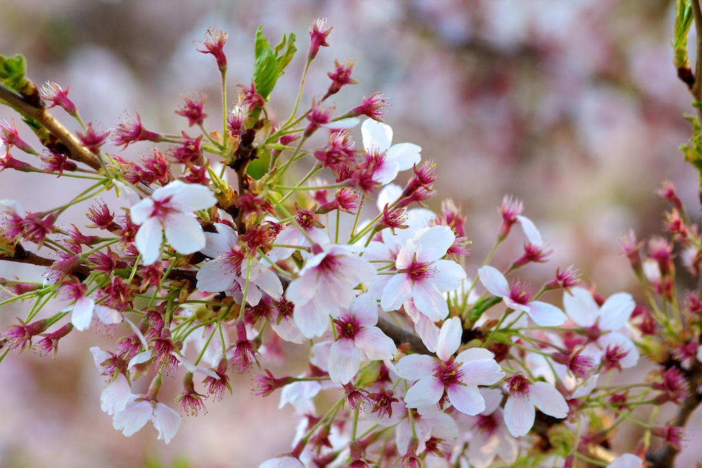 Sakura // Cherry Blossoms in High Park - April 19, 2012 - www.SakurainHighPark.com Sakura // Cherry Blossoms in High Park - April 14, 2012 - www.SakurainHighPark.com