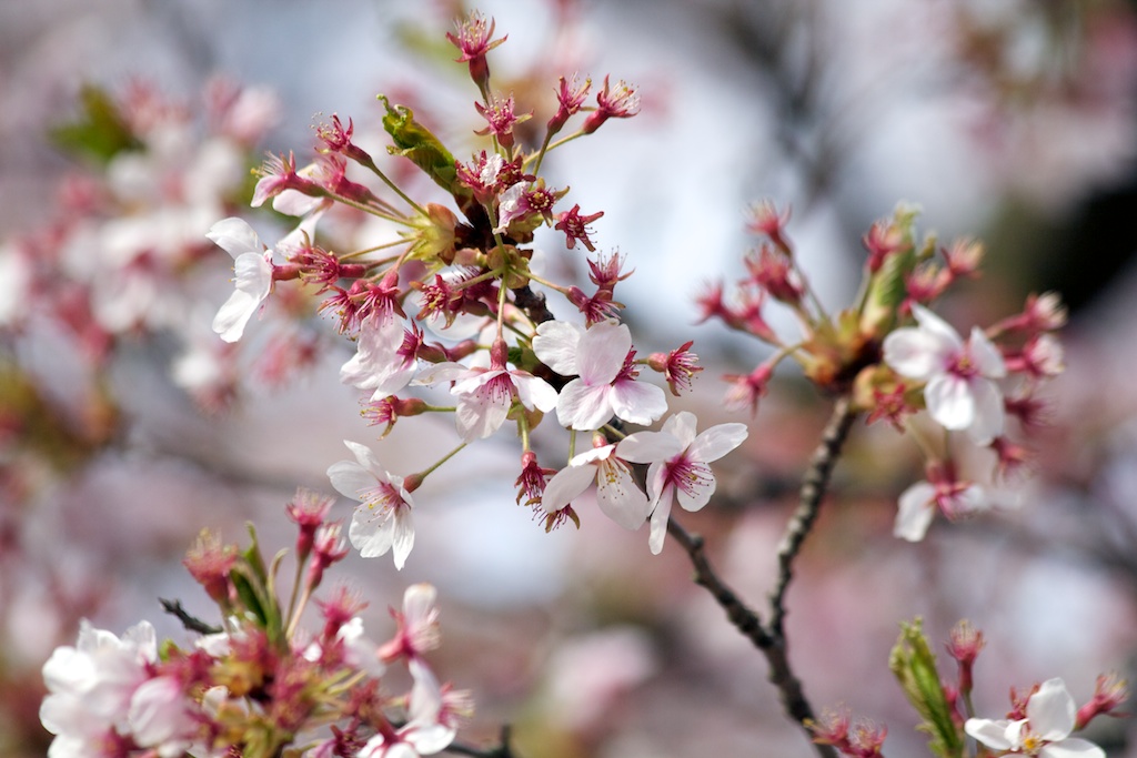 Sakura // Cherry Blossoms in High Park - April 20, 2012 - www.SakurainHighPark.com