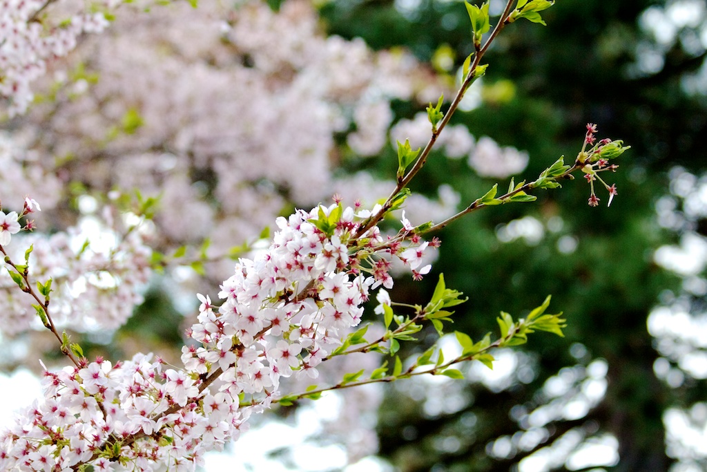 Sakura // Cherry Blossoms in High Park - April 20, 2012 - www.SakurainHighPark.com