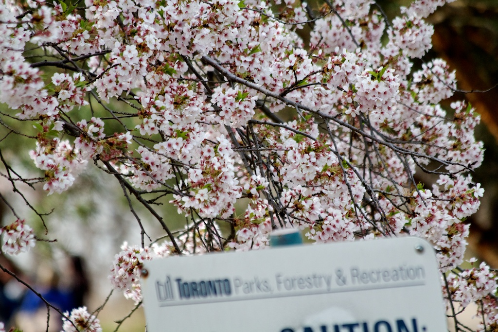 Sakura // Cherry Blossoms in High Park - April 20, 2012 - www.SakurainHighPark.com