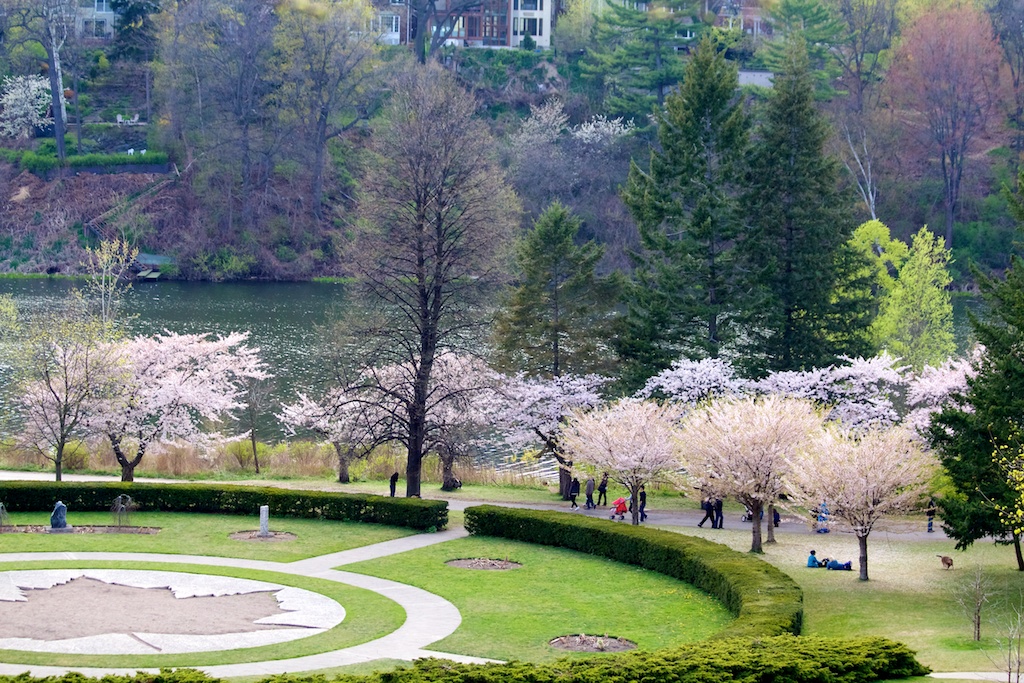 Sakura // Cherry Blossoms in High Park - April 20, 2012 - www.SakurainHighPark.com