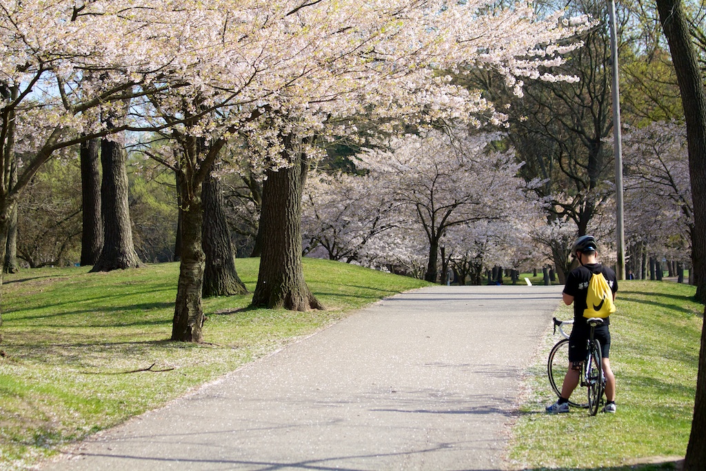  Sakura // Cherry Blossoms in High Park - April 20, 2012 - www.SakurainHighPark.com 