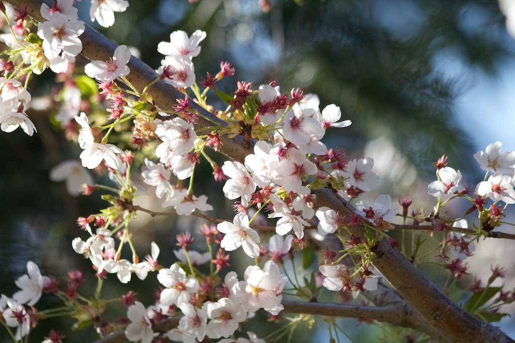  Sakura // Cherry Blossoms in High Park - April 25, 2012 - www.SakurainHighPark.com 