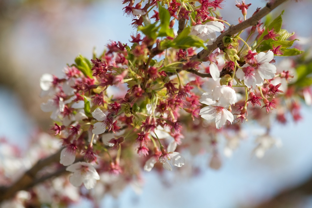  Sakura // Cherry Blossoms in High Park - April 25, 2012 - www.SakurainHighPark.com 