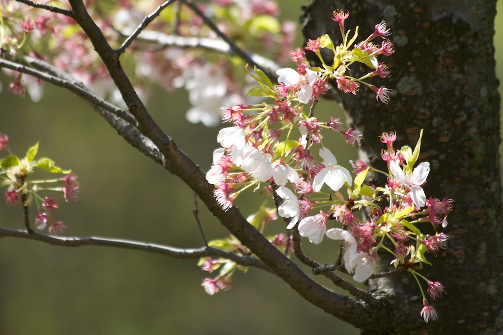  Sakura // Cherry Blossoms in High Park - April 25, 2012 - www.SakurainHighPark.com 