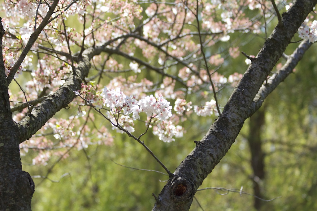  Sakura // Cherry Blossoms in High Park - April 25, 2012 - www.SakurainHighPark.com 