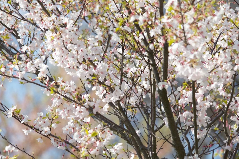  Sakura // Cherry Blossoms in High Park - April 25, 2012 - www.SakurainHighPark.com 