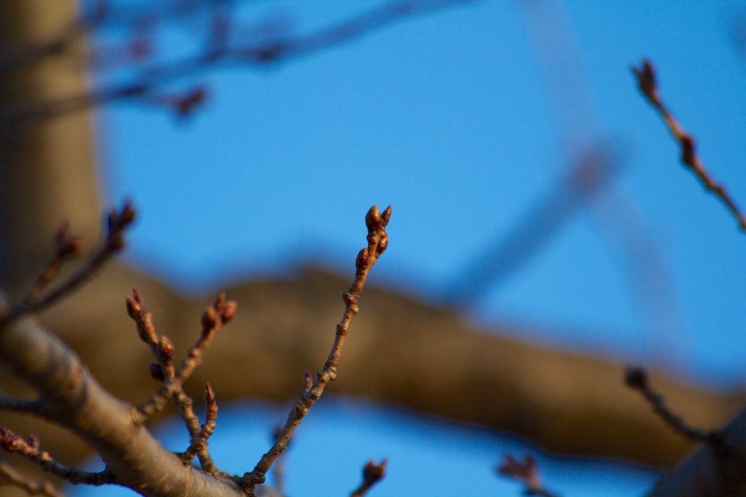 Blossom buds during Easter weekend.