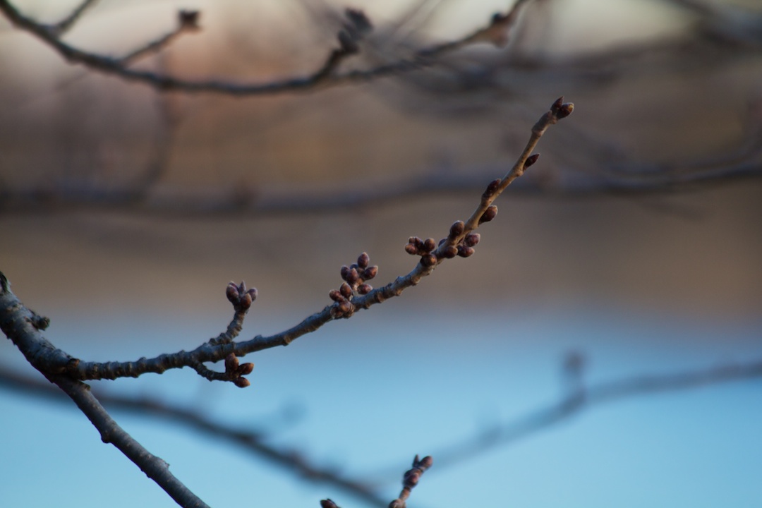 Blossom buds during Easter weekend.
