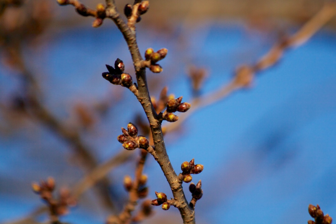 Most buds closed, some just starting to open on April 4, 2013.