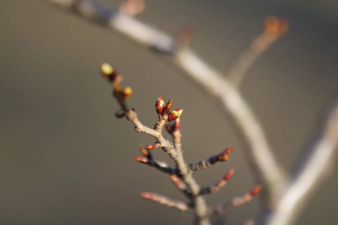 Most buds closed, some just starting to open on April 4, 2013.