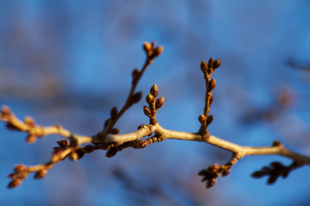 Most buds closed, some just starting to open on April 4, 2013.