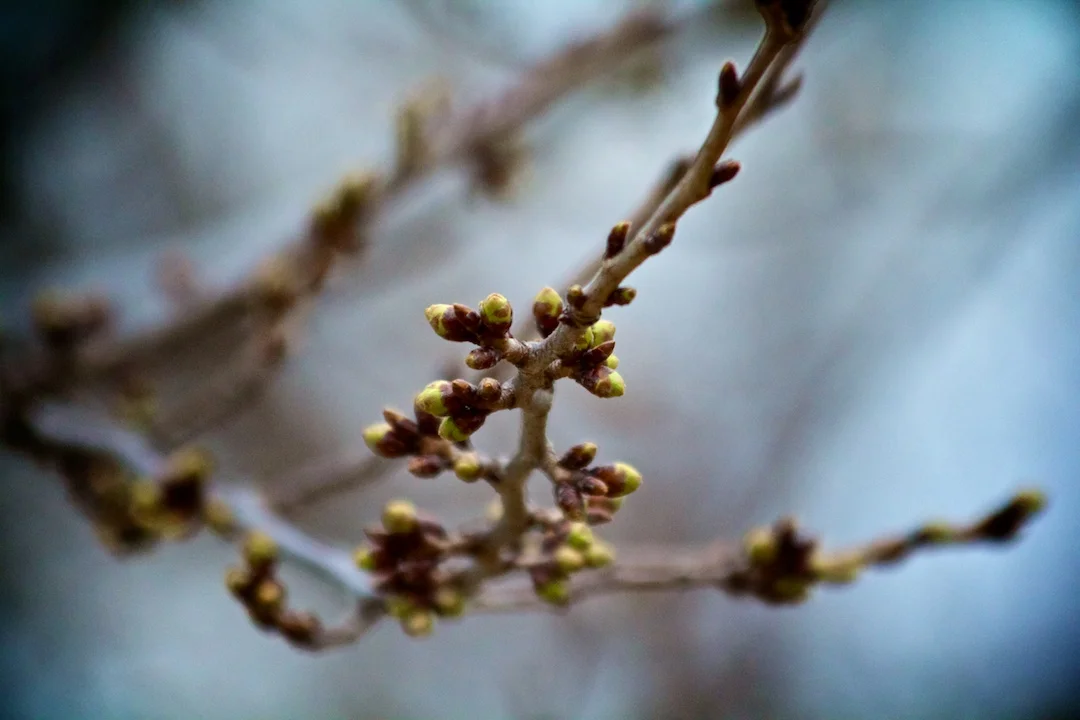 First signs of Sakura buds getting bigger captured on April 14, 2013. SakuraInHighPark.com
