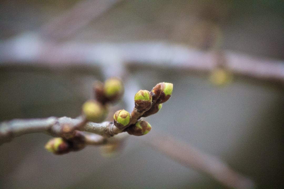  First signs of Sakura buds getting bigger captured on April 14, 2013. SakuraInHighPark.com 