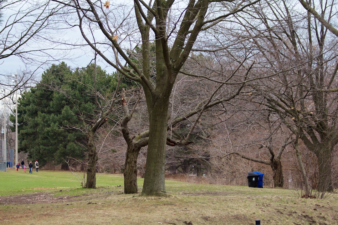  First signs of Sakura buds getting bigger captured on April 14, 2013. SakuraInHighPark.com 