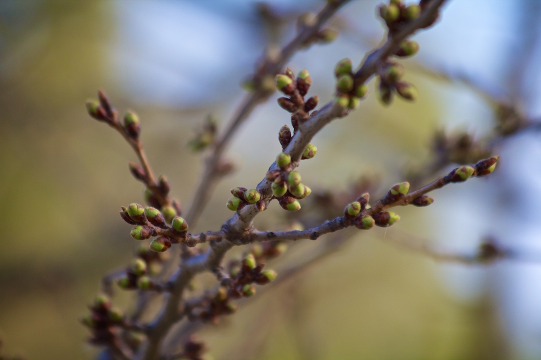 Blossom buds looking big and green on April 16, 2013.