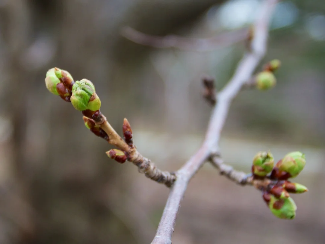 Few blossom buds show signs of beginning to start next stage on April 19, 2013. ©Steven Joniak Photography