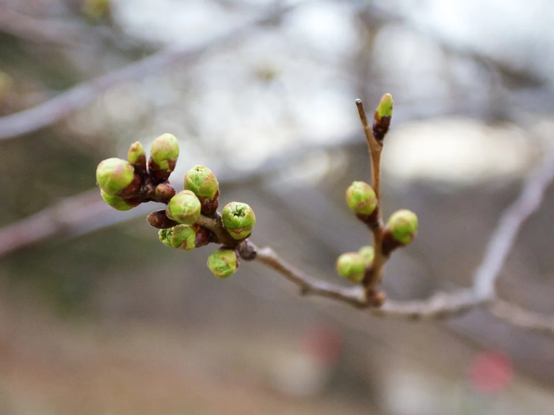 Few blossom buds show signs of beginning to start next stage on April 19, 2013. ©Steven Joniak Photography
