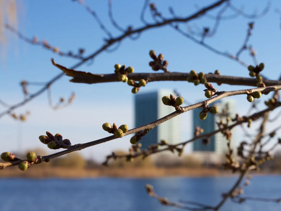Buds swelling and still 1-2 weeks away from bloom - taken April 21, 2013