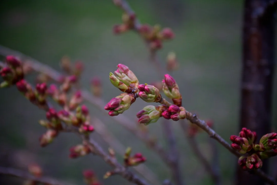Blossoms starting to peak from the buds and the wait for flowers continue another week! Photos taken April 26, 2013. www.SakuraInHighPark.com