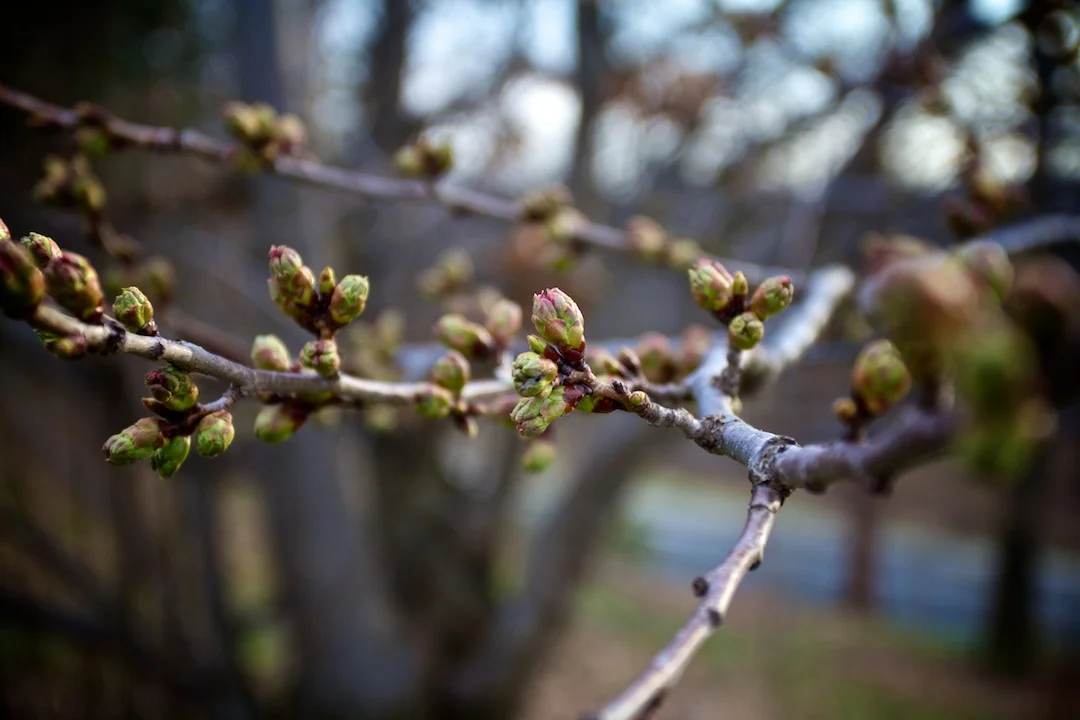 Blossoms starting to peak from the buds and the wait for flowers continue another week! Photos taken April 26, 2013. www.SakuraInHighPark.com