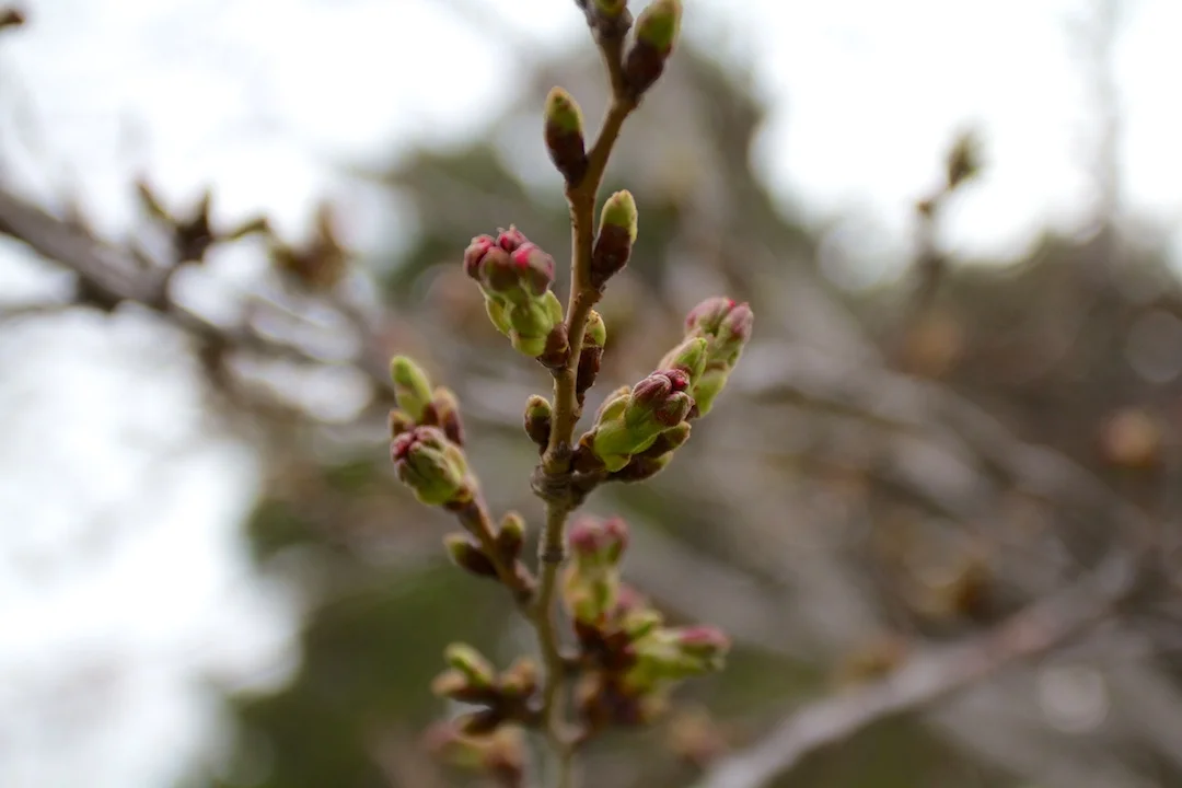 Blossoms starting to peak from the buds and the wait for flowers continue another week! Photos taken April 26, 2013. www.SakuraInHighPark.com