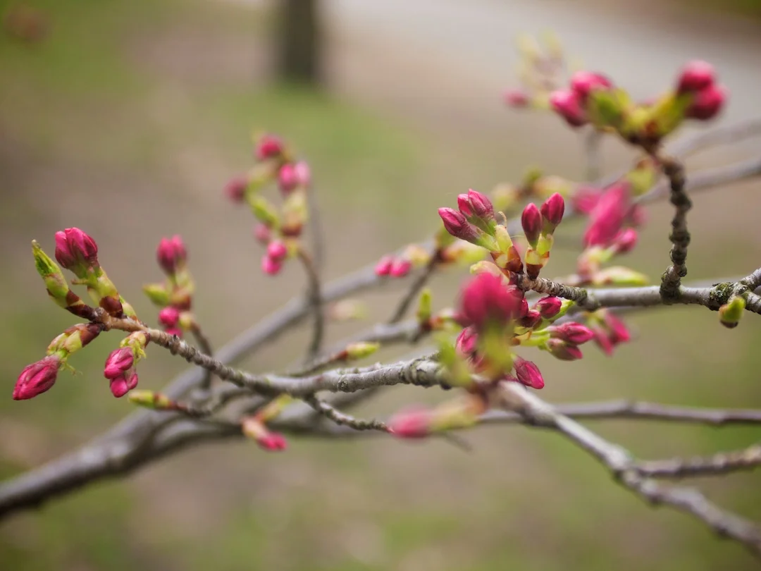 One more week until sakura blossoms bloom! Photos from April 28, 2013. www.SakuraInHighPark.com ©Steven Joniak Photography